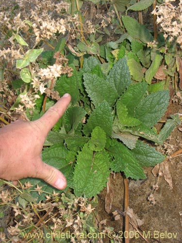 Bild von Calceolaria petiolaris (Capachito). Klicken Sie, um den Ausschnitt zu vergrössern.