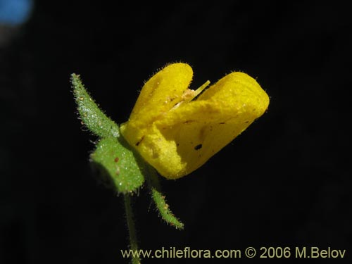 Imágen de Calceolaria petiolaris (Capachito). Haga un clic para aumentar parte de imágen.