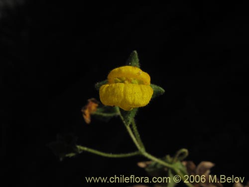 Bild von Calceolaria petiolaris (Capachito). Klicken Sie, um den Ausschnitt zu vergrössern.