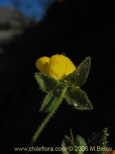 Image of Calceolaria petiolaris (Capachito). Click to enlarge parts of image.