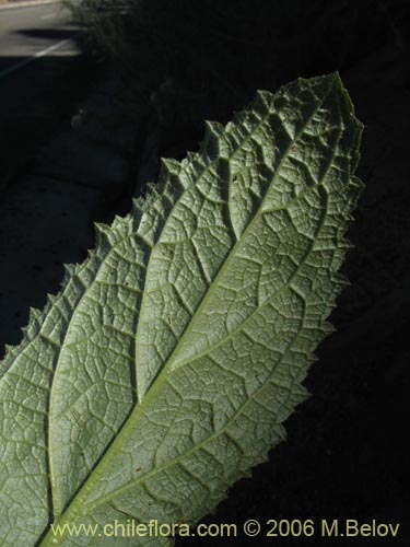 Image of Calceolaria petiolaris (Capachito). Click to enlarge parts of image.