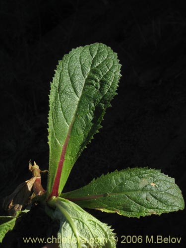 Image of Calceolaria petiolaris (Capachito). Click to enlarge parts of image.