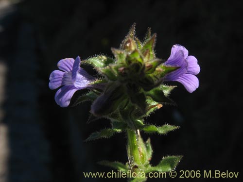 Imágen de Stemodia durantifolia (Contrayerba). Haga un clic para aumentar parte de imágen.