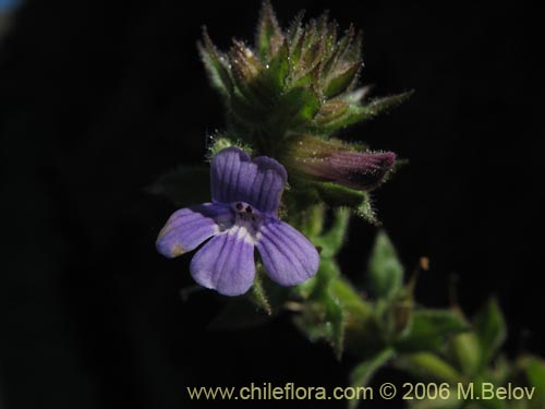 Фотография Stemodia durantifolia (Contrayerba). Щелкните, чтобы увеличить вырез.