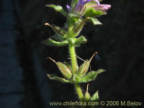 Фотография Stemodia durantifolia (Contrayerba). Щелкните, чтобы увеличить вырез.