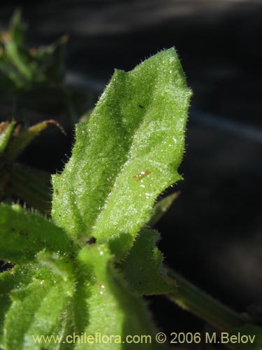 Bild von Stemodia durantifolia (Contrayerba). Klicken Sie, um den Ausschnitt zu vergrössern.