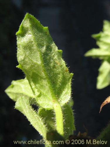 Bild von Stemodia durantifolia (Contrayerba). Klicken Sie, um den Ausschnitt zu vergrössern.