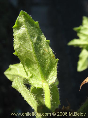 Imágen de Stemodia durantifolia (Contrayerba). Haga un clic para aumentar parte de imágen.