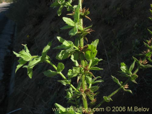 Imágen de Stemodia durantifolia (Contrayerba). Haga un clic para aumentar parte de imágen.
