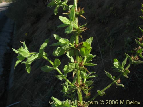 Bild von Stemodia durantifolia (Contrayerba). Klicken Sie, um den Ausschnitt zu vergrössern.