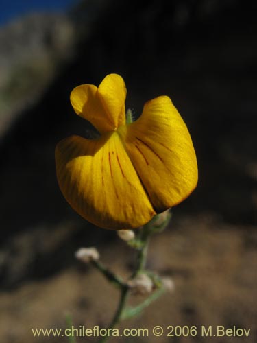 Imágen de Adesmia sp. #2767 (). Haga un clic para aumentar parte de imágen.