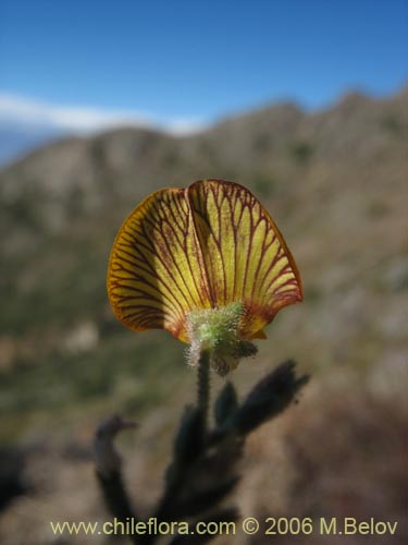 Imágen de Adesmia sp. #2767 (). Haga un clic para aumentar parte de imágen.