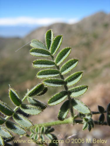 Imágen de Adesmia sp. #2767 (). Haga un clic para aumentar parte de imágen.