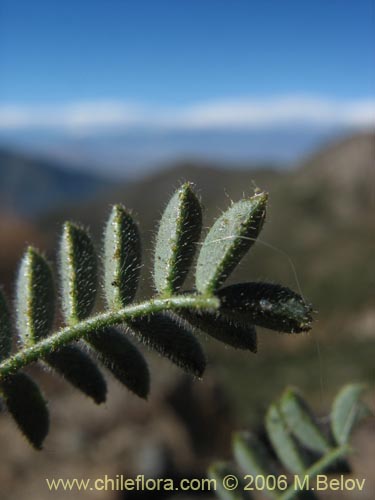 Imágen de Adesmia sp. #2767 (). Haga un clic para aumentar parte de imágen.