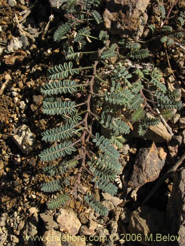 Imágen de Adesmia sp. #2767 (). Haga un clic para aumentar parte de imágen.