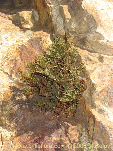 Image of Cheilanthes glauca (). Click to enlarge parts of image.
