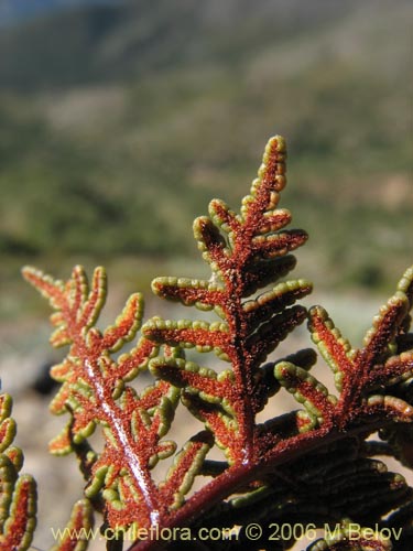 Image of Cheilanthes glauca (). Click to enlarge parts of image.