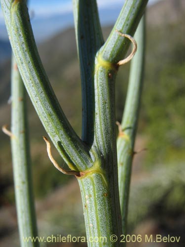 Bild von Gymnophyton isatidicarpum (Bío-bío). Klicken Sie, um den Ausschnitt zu vergrössern.