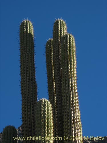 Imágen de Echinopsis chiloensis (Quisco). Haga un clic para aumentar parte de imágen.