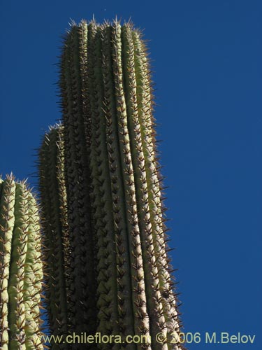 Image of Echinopsis chiloensis (Quisco). Click to enlarge parts of image.