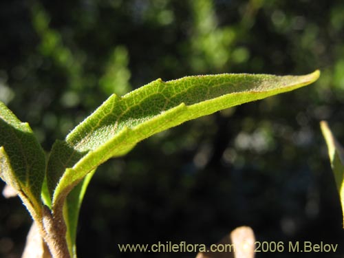 Image of Podanthus mitiqui (Mitique / Palo negro). Click to enlarge parts of image.
