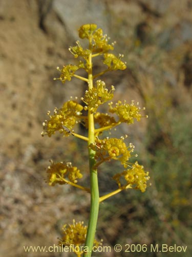 Фотография Gymnophyton isatidicarpum (Bío-bío). Щелкните, чтобы увеличить вырез.