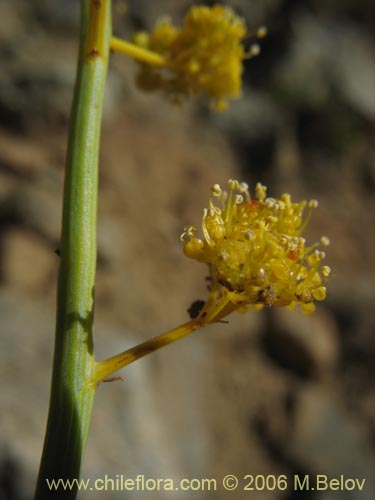 Bild von Gymnophyton isatidicarpum (Bío-bío). Klicken Sie, um den Ausschnitt zu vergrössern.