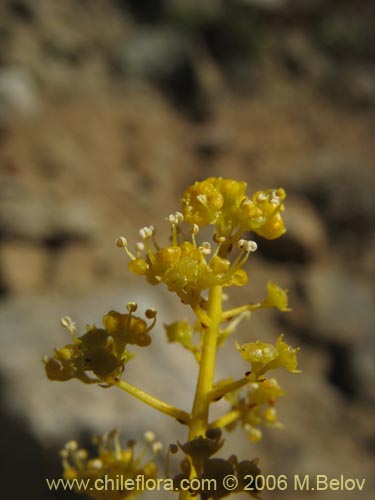 Imágen de Gymnophyton isatidicarpum (Bío-bío). Haga un clic para aumentar parte de imágen.