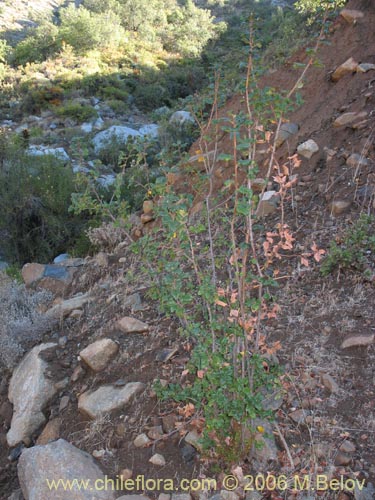 Imágen de Ribes punctatum (). Haga un clic para aumentar parte de imágen.