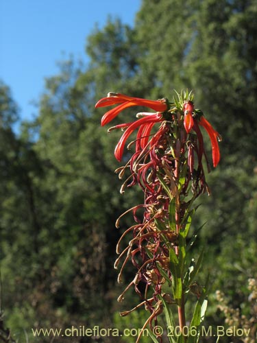 Bild von Lobelia excelsa (Tabaco del diablo / Tupa / Trupa). Klicken Sie, um den Ausschnitt zu vergrössern.