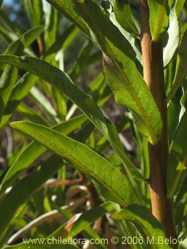 Bild von Lobelia excelsa (Tabaco del diablo / Tupa / Trupa). Klicken Sie, um den Ausschnitt zu vergrössern.