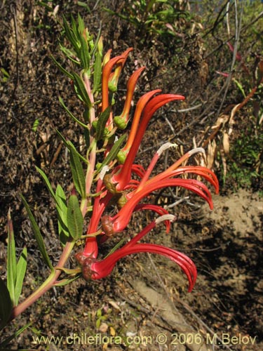 Bild von Lobelia excelsa (Tabaco del diablo / Tupa / Trupa). Klicken Sie, um den Ausschnitt zu vergrössern.