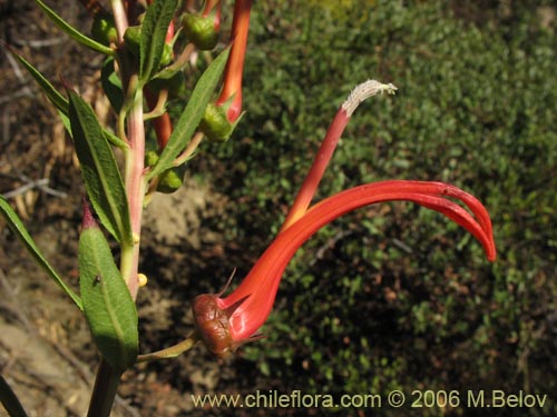 Bild von Lobelia excelsa (Tabaco del diablo / Tupa / Trupa). Klicken Sie, um den Ausschnitt zu vergrössern.