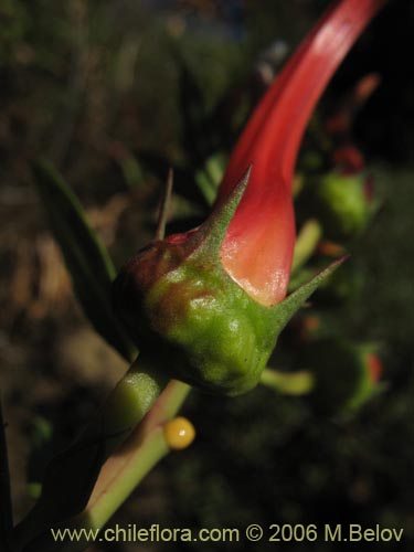 Фотография Lobelia excelsa (Tabaco del diablo / Tupa / Trupa). Щелкните, чтобы увеличить вырез.