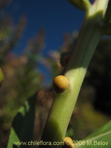 Imágen de Lobelia excelsa (Tabaco del diablo / Tupa / Trupa). Haga un clic para aumentar parte de imágen.