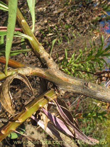 Imágen de Lobelia excelsa (Tabaco del diablo / Tupa / Trupa). Haga un clic para aumentar parte de imágen.