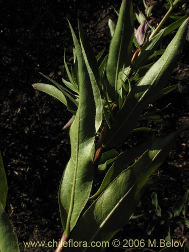 Bild von Lobelia excelsa (Tabaco del diablo / Tupa / Trupa). Klicken Sie, um den Ausschnitt zu vergrössern.