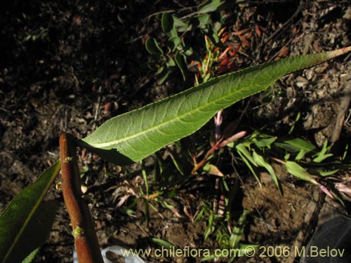 Image of Lobelia excelsa (Tabaco del diablo / Tupa / Trupa). Click to enlarge parts of image.