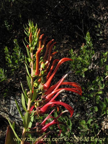 Imágen de Lobelia excelsa (Tabaco del diablo / Tupa / Trupa). Haga un clic para aumentar parte de imágen.