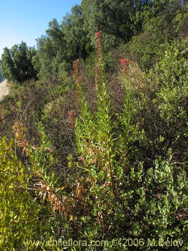 Imágen de Lobelia excelsa (Tabaco del diablo / Tupa / Trupa). Haga un clic para aumentar parte de imágen.