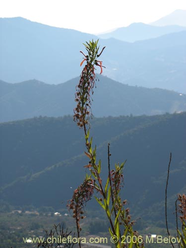 Фотография Lobelia excelsa (Tabaco del diablo / Tupa / Trupa). Щелкните, чтобы увеличить вырез.