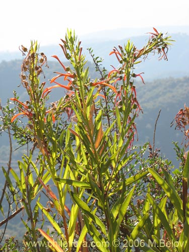 Фотография Lobelia excelsa (Tabaco del diablo / Tupa / Trupa). Щелкните, чтобы увеличить вырез.