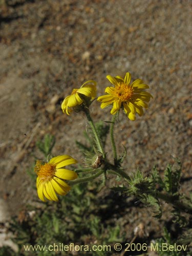 Bild von Asteraceae sp. #1844 (). Klicken Sie, um den Ausschnitt zu vergrössern.