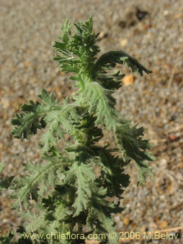 Asteraceae sp. #1844の写真