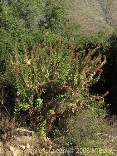 Bild von Lobelia excelsa (Tabaco del diablo / Tupa / Trupa). Klicken Sie, um den Ausschnitt zu vergrössern.