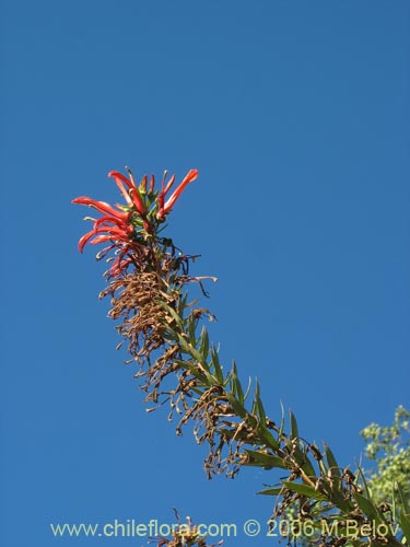 Фотография Lobelia excelsa (Tabaco del diablo / Tupa / Trupa). Щелкните, чтобы увеличить вырез.