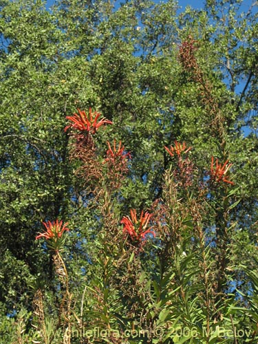 Фотография Lobelia excelsa (Tabaco del diablo / Tupa / Trupa). Щелкните, чтобы увеличить вырез.