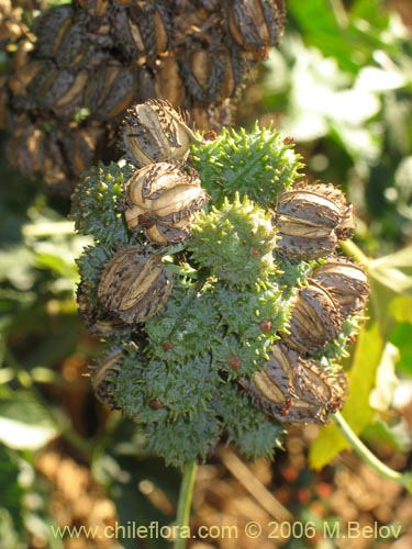 Imágen de Ricinus communis (Ricino / Palma christi / Higuerilla). Haga un clic para aumentar parte de imágen.