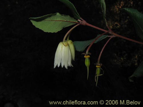 Bild von Crinodendron patagua (Patagua). Klicken Sie, um den Ausschnitt zu vergrössern.