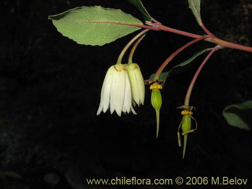 Фотография Crinodendron patagua (Patagua). Щелкните, чтобы увеличить вырез.